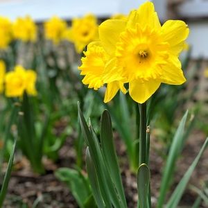 Meet your Posher, Alexandra